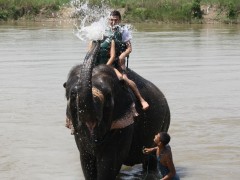 04 elefant